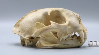 Media type: image;   Mammalogy 30709 Description: Lateral view of right side of Felis concolor concolor skull.;